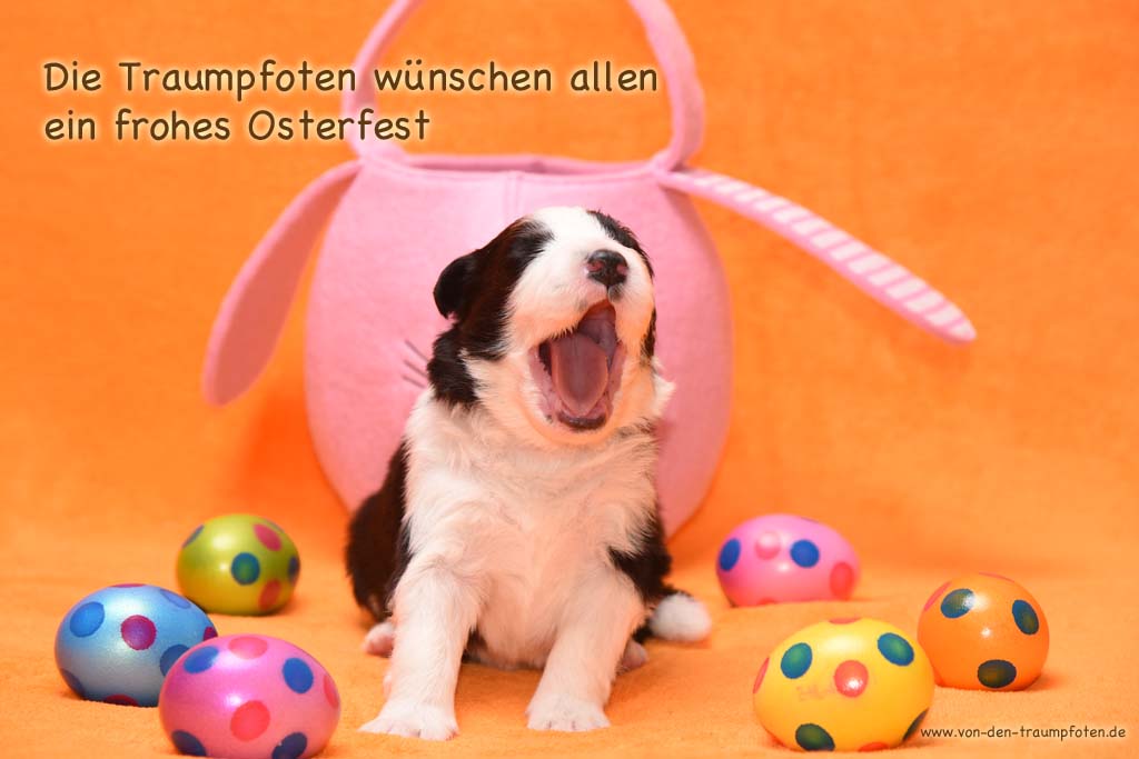 2016 03 26 Huendin 1 frohe Ostern DSC 4155