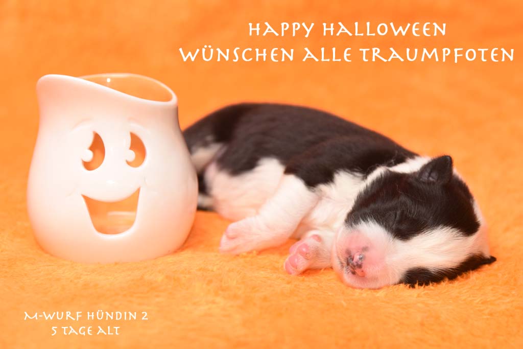 2016 10 30 Huendin 2 weiss xxx Miracle of Love von den Traumpfoten DSC 7444