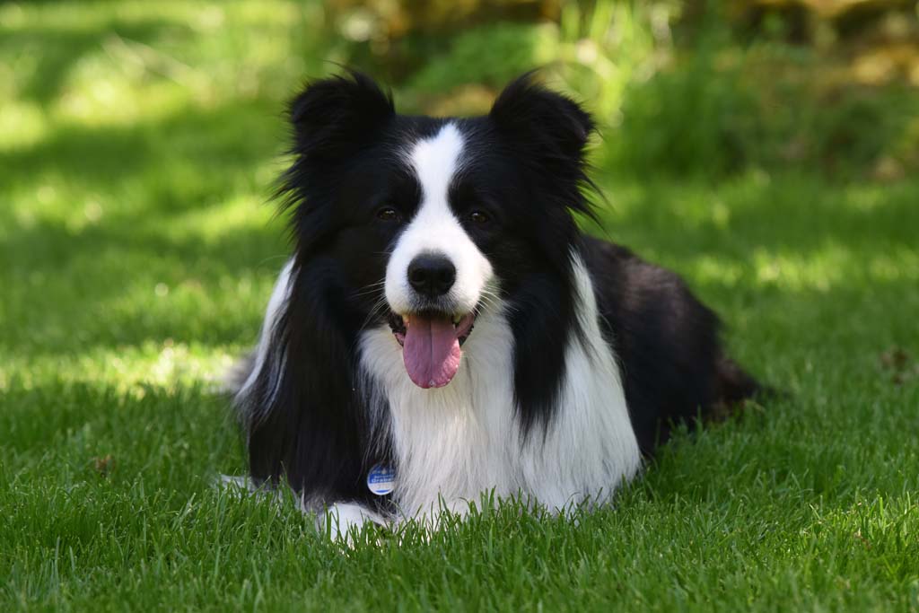 2017 05 27 Checker DSC 9155