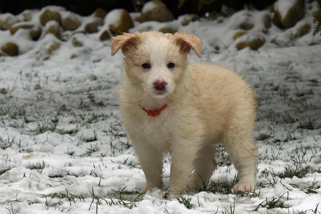 2018 03 18 Huendin 1 orange Mollie Pocket full of sunshine von den Traumpfoten DSC 1137