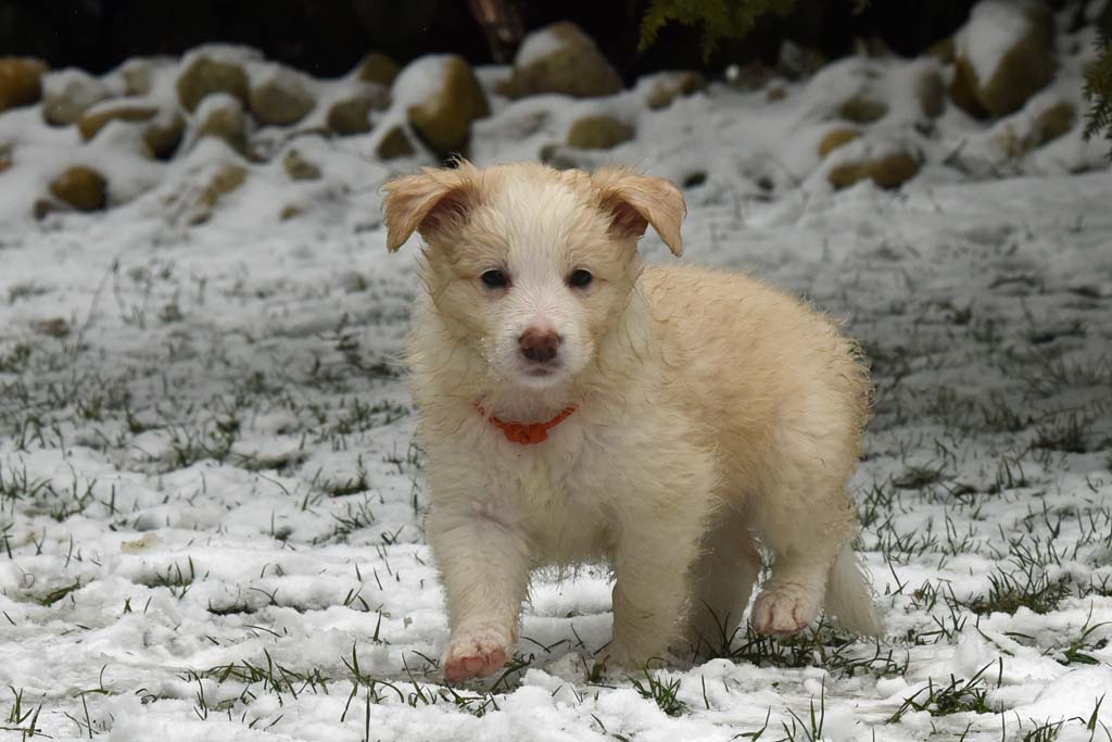 2018 03 18 Huendin 1 orange Mollie Pocket full of sunshine von den Traumpfoten DSC 1138