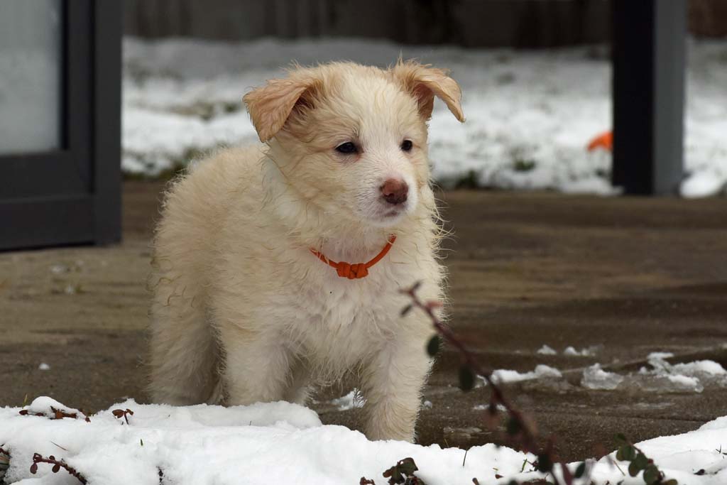 2018 03 18 Huendin 1 orange Mollie Pocket full of sunshine von den Traumpfoten DSC 1145