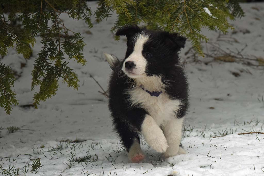 2018 03 18 Huendin 3 lila Phila Precious little Diamond von den Traumpfoten DSC 1186