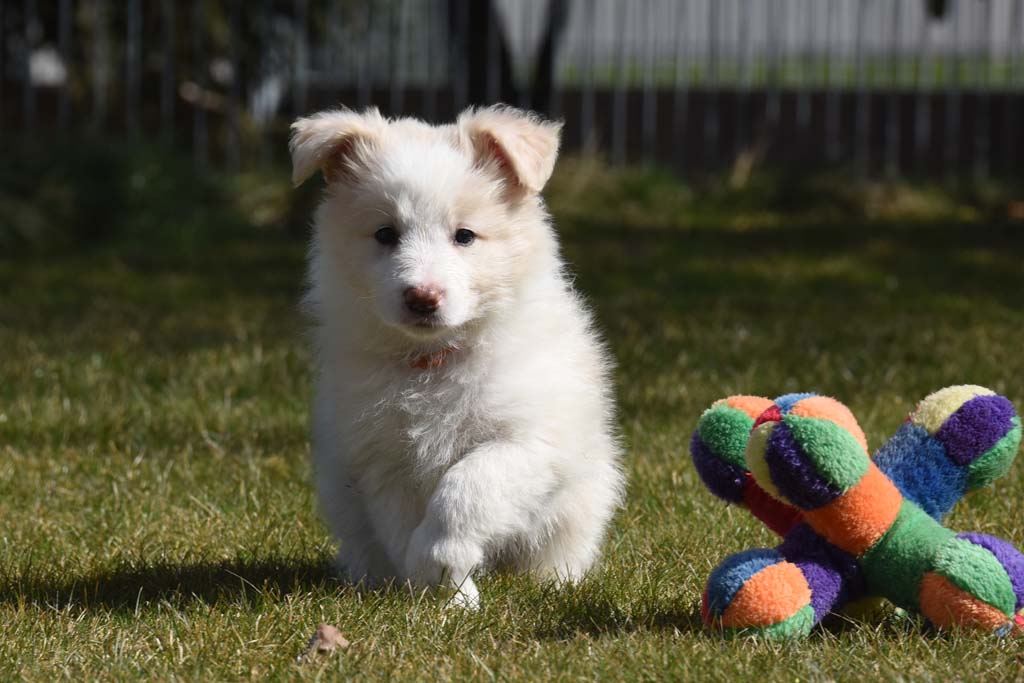 2018 03 24 Huendin 1 orange Mollie Pocket full of sunshine von den Traumpfoten DSC 1229