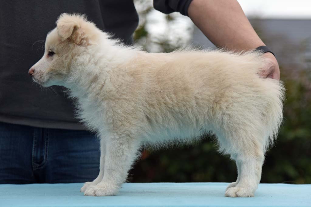 2018 03 30 Huendin 1 orange Mollie Pocket full of sunshine von den Traumpfoten DSC 1391