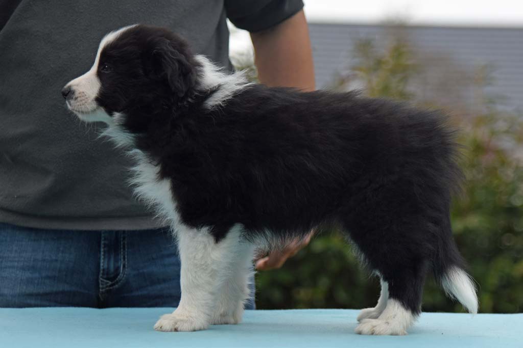 2018 03 30 Huendin 3 lila Phila Precious little Diamond von den Traumpfoten DSC 1422