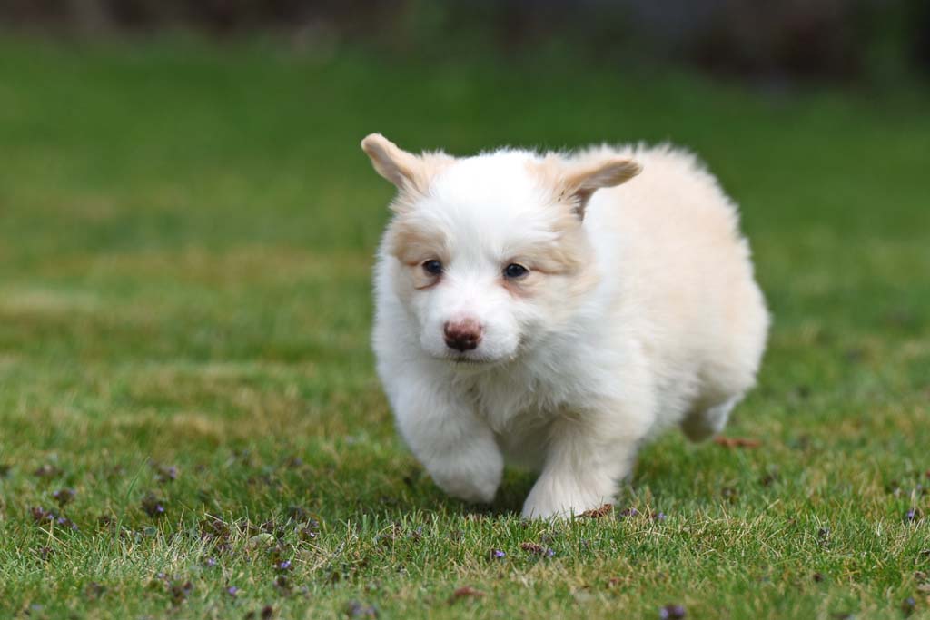 2020 04 18 Ruede 3 blau Joey Up and coming DSC 7864