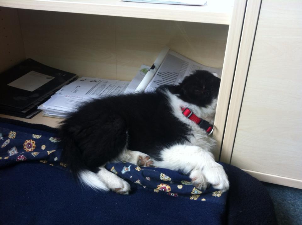 04.04.2013 Nala bei der Arbeit